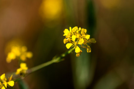 Beautiful field mustard flower as a macro shot
