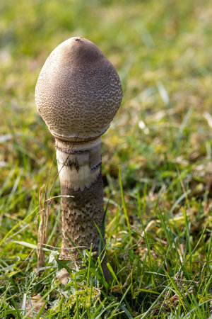 A lone mushroom growing in leafless grassの写真素材