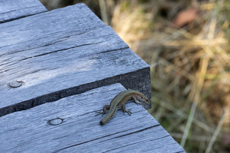 Forest lizard with shed tailの写真素材