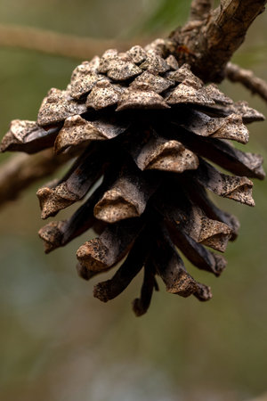 Pine cone on branch in forest, displaying brown and gray hues