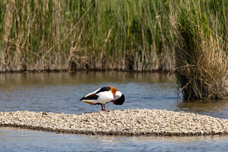 Shelduck, Tadorna tadorna, single bird on rock, Warwickshireの写真素材