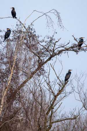 Several cormorants on a treeの写真素材