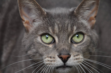 Gray Cat Face