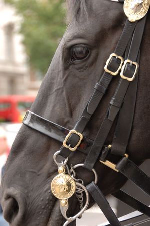 Close-up of a Royal Household Cavalry horse standing guard in Whitehall, London, UKの写真素材