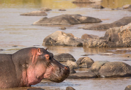 Portrait of a hippo in the Mara River, Tanzaniaの写真素材