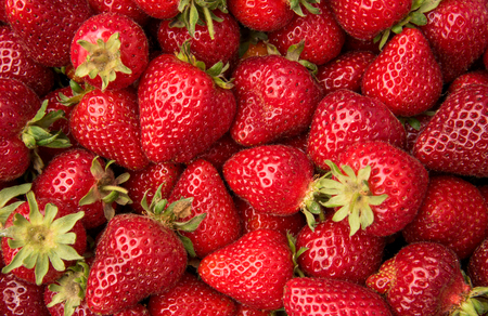 Freshly picked strawberries for healthy livingの写真素材