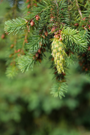 Close-up of fresh growth on an evergreen treeの写真素材
