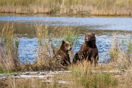 Alaska brown bear mother and cub on the bank of the Brooks River lagoonの写真素材