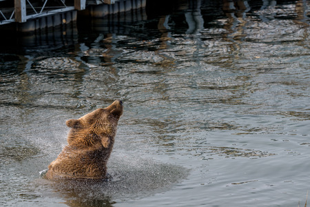 Alaska brown bear in the water at brooks river lagoon, shaking water off headの写真素材