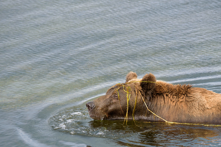 Alaska brown bear in the water of the brooks river lagoon, swimming with grass caught on headの写真素材