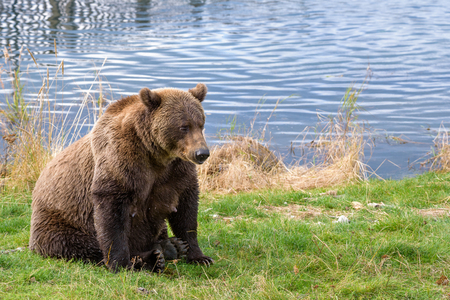 Alaska brown bear mother on the bank of the Brooks River lagoonの写真素材