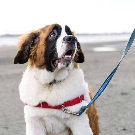 Close up portrait of Saint Bernard puppy on the beach, looking up in adorationの写真素材