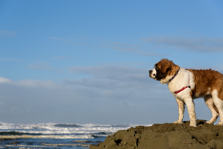 Saint Bernard puppy on the beach, surveying the territoryの写真素材