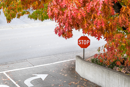 Fall color over the entry to the street, with a stop sign and turn direction arrowsの写真素材