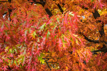 Fall color, close up of an oak tree branch with red and green leavesの写真素材