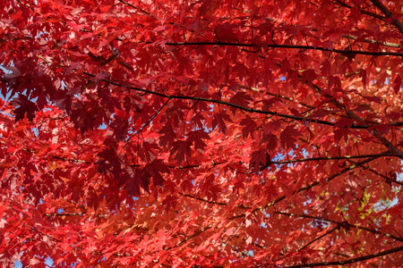 Vibrant fall color, red maple leaves of the tree canopyの写真素材