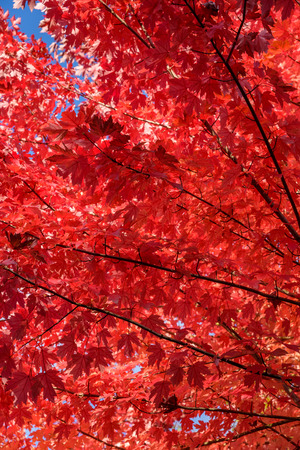 Vibrant fall color, red maple leaves of the tree canopyの写真素材