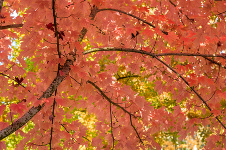 Vibrant fall color, orange maple leaves of the tree canopyの写真素材