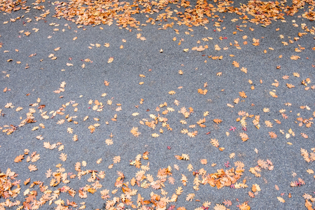 Parking lot in the fall, covered in oak leavesの写真素材