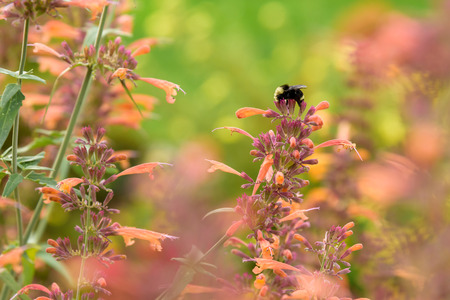 Bumble bee feeding on orange bee balm flowerの写真素材