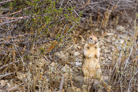 Ground squirrel on hind legs in natural habitatの写真素材