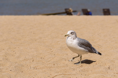 Birds on the beach, closeup of a gull walking on the beachの写真素材