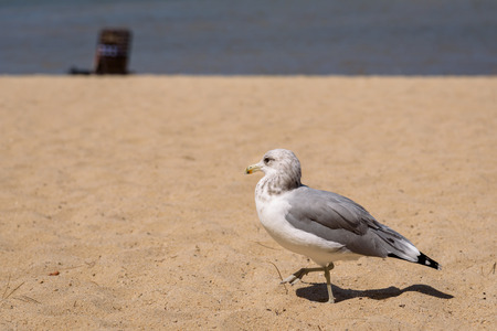 Birds on the beach, closeup of a gull walking on the beachの写真素材