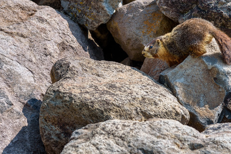 Ground squirrel in a pile of bouldersの写真素材