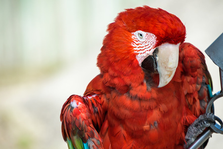 Closeup of a Green Winged Macaw, headshotの写真素材