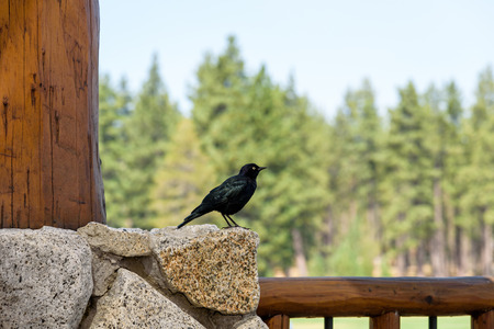 Male Brewer's blackbird on a deck railing with woods in the backgroundの写真素材