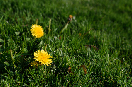Dandelion flowers in full bloom on a grassy slopeの写真素材