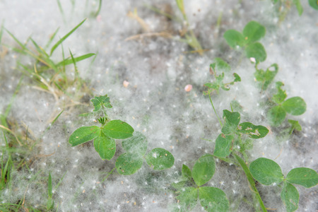 Cottonwood fluff caught on grass and weeds next to the sidewalkの写真素材