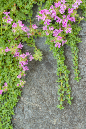 Creeping thyme with pink flowers over a blue gray stone, as a backgroundの写真素材