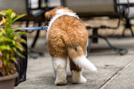 Saint Bernard puppy on a leash on a patioの写真素材