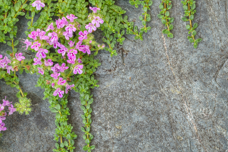 Creeping thyme with pink flowers over a blue gray stone, as a backgroundの写真素材