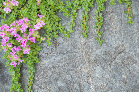 Creeping thyme with pink flowers over a blue gray stone, as a backgroundの写真素材