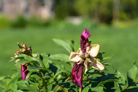 Remains of dark pink peony in a garden perennial borderの写真素材