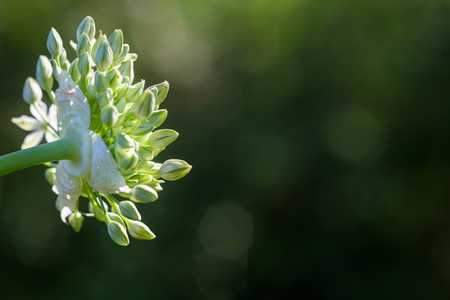 White allium, buds starting to bloom against a dark backgroundの写真素材