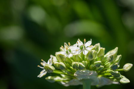 White allium, buds starting to bloom against a dark backgroundの写真素材