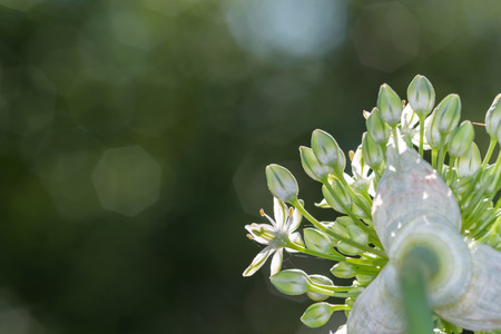 White allium, buds starting to bloom against a dark backgroundの写真素材