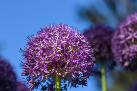 Purple allium in full bloom against a dark blue backgroundの写真素材