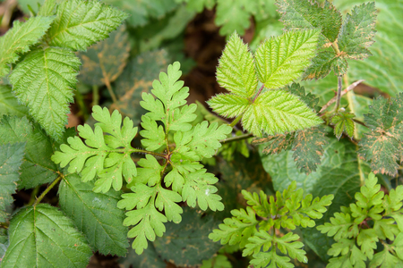 Fresh spring growth in the woodsの写真素材