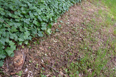 Berm on the side of the street freshly mowedの写真素材