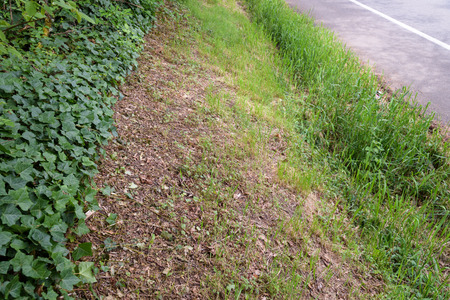 Berm on the side of the street freshly mowedの写真素材
