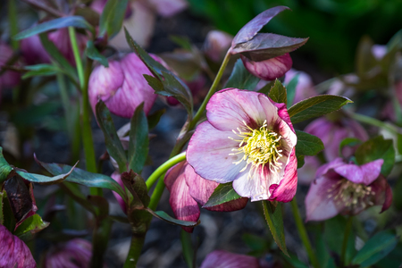 Close up of a Hellebore plant with pink and white flowersの写真素材