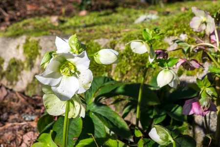 Hellebore plant with white flowers in front of a large rockの写真素材