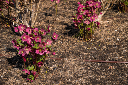 Pink Hellebore plants blooming in a winter gardenの写真素材