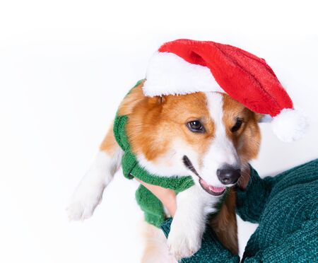 Portrait of the little funny puppy corgi in red santa claus cap, standing in studio isolated on white backgroundの写真素材