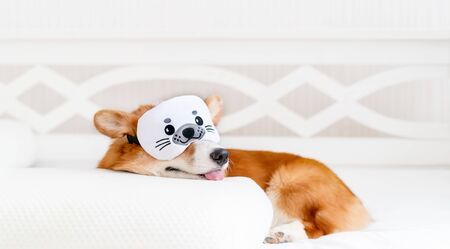 Cute corgi dog laying on the bed in stylish sleeping mask, yawning and showing toungue. Copyspace. Concept healthy sleep and sleep optimizationの写真素材