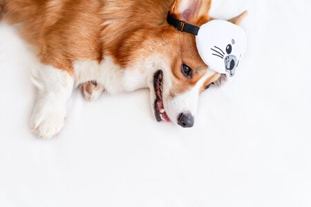 Cute corgi dog laying on the bed in stylish sleeping mask, yawning and showing toungue. Copyspace. Concept healthy sleep and sleep optimizationの写真素材